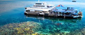 Marine life at the reef